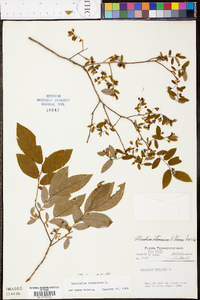 Vaccinium stamineum var. stamineum image