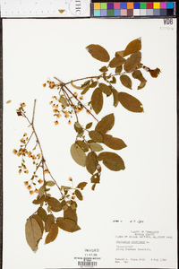 Vaccinium stamineum var. stamineum image