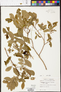 Vaccinium stamineum var. stamineum image