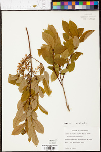 Vaccinium stamineum var. stamineum image