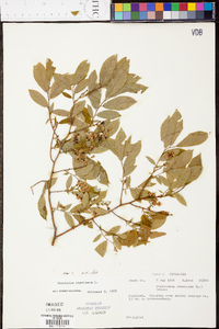 Vaccinium stamineum var. stamineum image