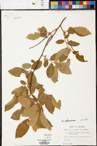 Vaccinium stamineum var. stamineum image