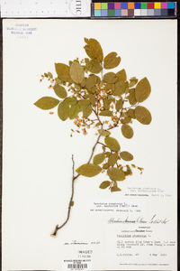 Vaccinium stamineum var. stamineum image