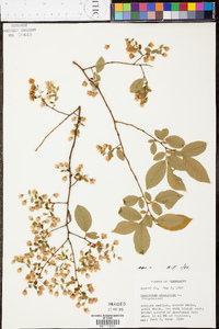 Vaccinium stamineum var. stamineum image