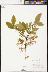 Vaccinium stamineum var. stamineum image