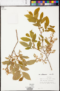 Vaccinium stamineum var. stamineum image