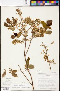 Vaccinium stamineum var. stamineum image