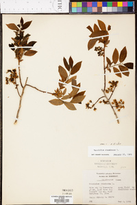 Vaccinium stamineum var. stamineum image