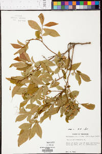 Vaccinium stamineum var. stamineum image