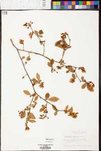 Vaccinium amoenum image