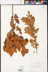 Vaccinium australe image