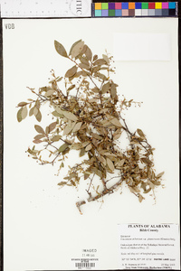 Vaccinium arboreum var. glaucescens image