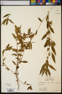 Acalypha gracilens image