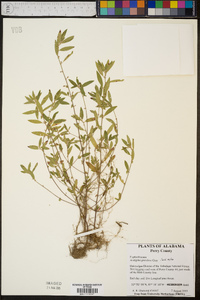 Acalypha gracilens image