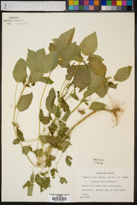 Acalypha ostryifolia image