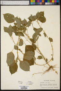 Acalypha ostryifolia image