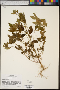 Acalypha virginica image