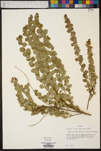 Andrachne phyllanthoides image