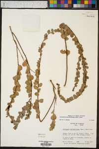 Andrachne phyllanthoides image