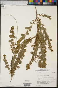 Andrachne phyllanthoides image