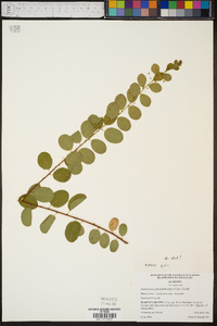 Andrachne phyllanthoides image