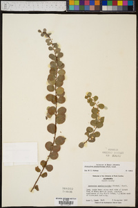 Andrachne phyllanthoides image