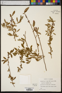 Vaccinium tenellum image