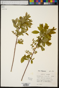 Vaccinium stamineum var. stamineum image