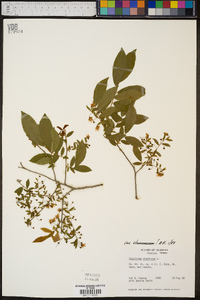 Vaccinium stamineum var. stamineum image