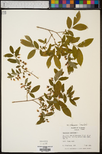 Vaccinium stamineum var. stamineum image