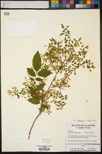 Vaccinium stamineum var. stamineum image