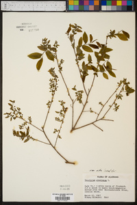 Vaccinium stamineum var. stamineum image