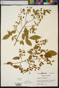 Vaccinium stamineum var. stamineum image