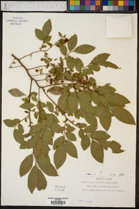 Polycodium stamineum image