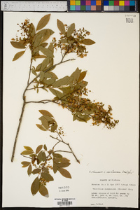 Vaccinium stamineum var. stamineum image