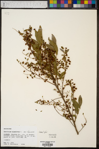 Vaccinium stamineum var. stamineum image