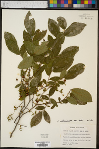 Vaccinium stamineum var. stamineum image