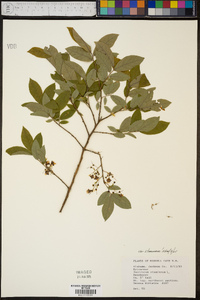 Vaccinium stamineum var. stamineum image