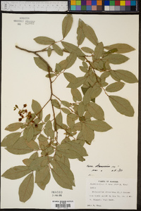 Vaccinium stamineum var. stamineum image