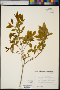 Vaccinium stamineum var. stamineum image