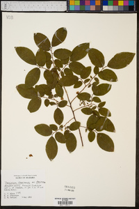 Vaccinium stamineum var. stamineum image