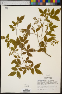 Vaccinium stamineum var. stamineum image