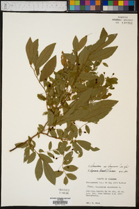 Vaccinium stamineum var. stamineum image