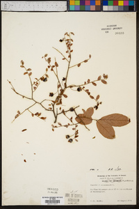 Vaccinium stamineum var. stamineum image