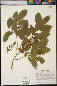 Vaccinium stamineum var. stamineum image