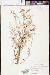 Croton michauxii var. michauxii image