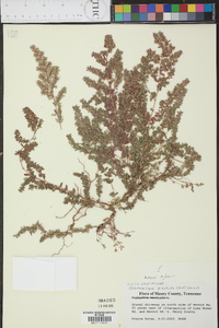 Euphorbia prostrata image