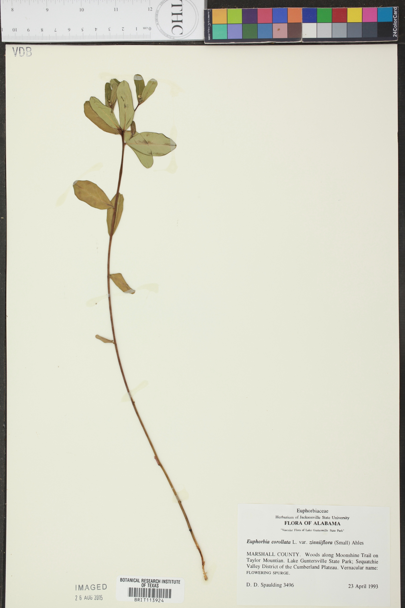 Euphorbia corollata var. zinniiflora image