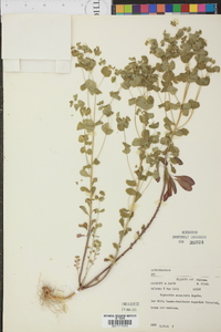 Euphorbia commutata image