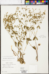 Euphorbia pubentissima image